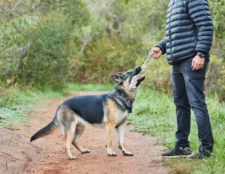 dog-trainer-in-bhopal-big-0