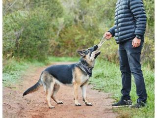 dog-trainer-in-bhopal-small-0