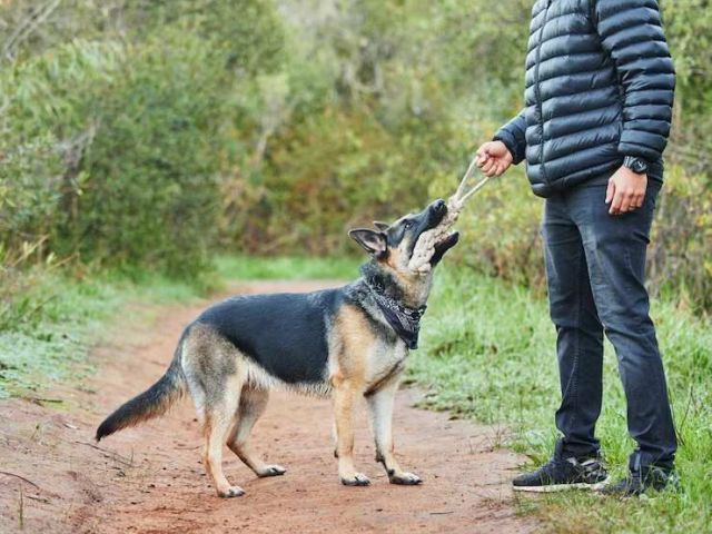 dog-trainer-in-bhopal