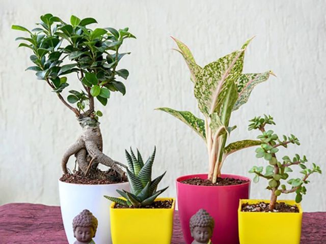 same-day-plants-delivery-as-a-gifts-in-india-from-oyegifts