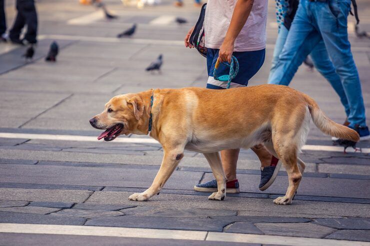 dog-walking-services-in-bhopal-big-0