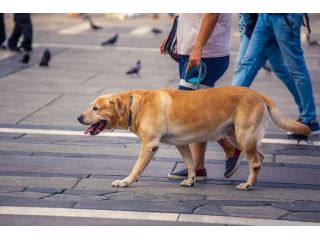 dog-walking-services-in-bhopal-small-0