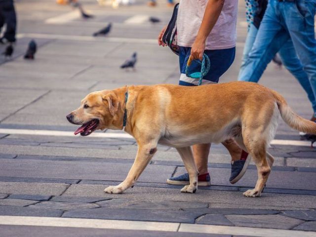 dog-walking-services-in-bhopal