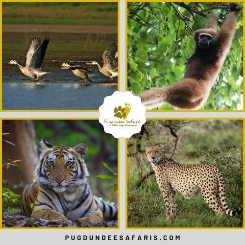 experience-the-best-wildlife-safari-in-india-today-big-0