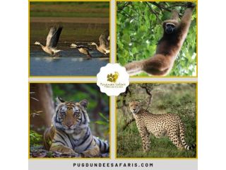 experience-the-best-wildlife-safari-in-india-today-small-0