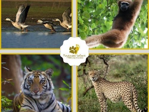 experience-the-best-wildlife-safari-in-india-today