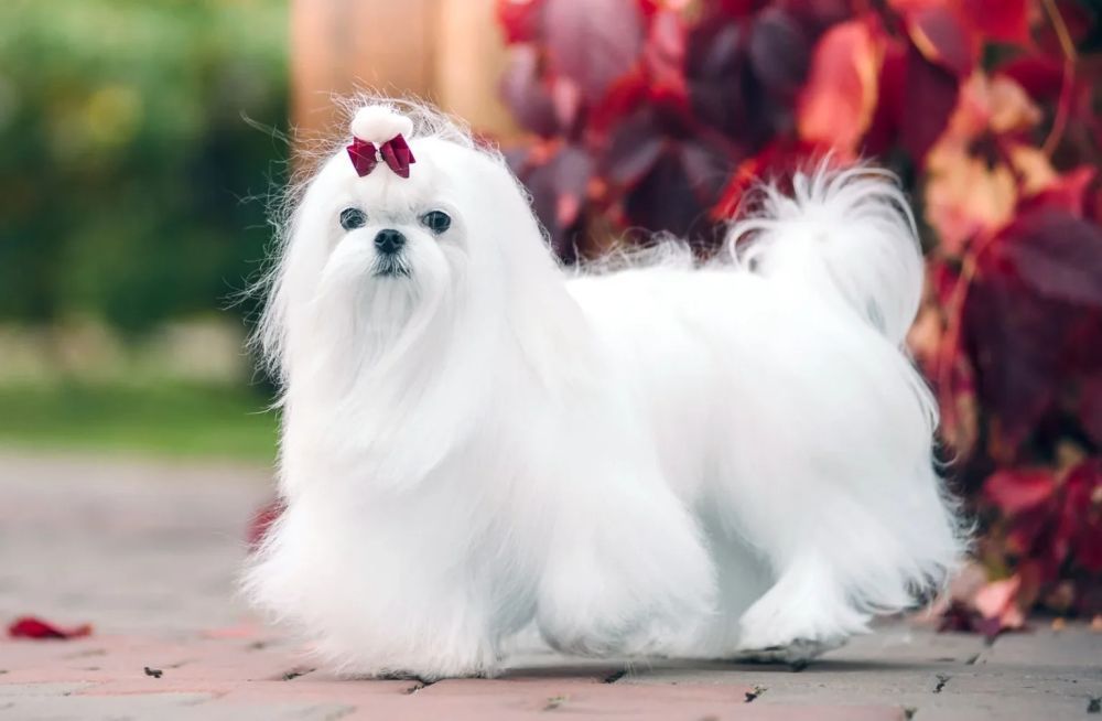 pets-as-buddy-big-1