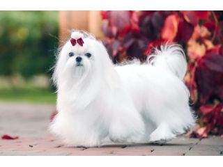 pets-as-buddy-small-1
