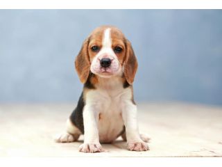 pets-as-buddy-small-0
