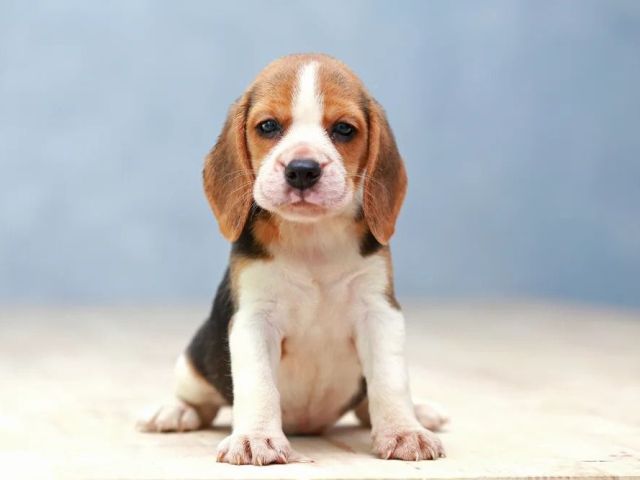 pets-as-buddy
