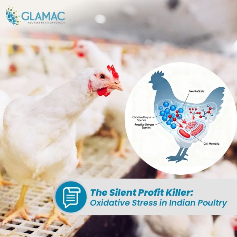 reduce-stress-and-boost-bird-health-big-0