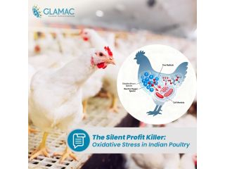 reduce-stress-and-boost-bird-health-small-0