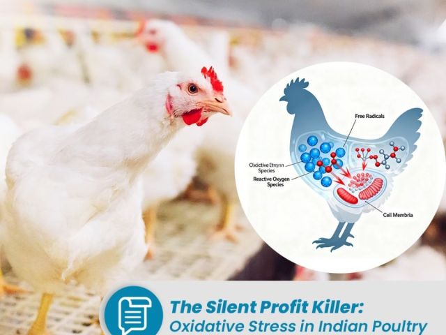 reduce-stress-and-boost-bird-health