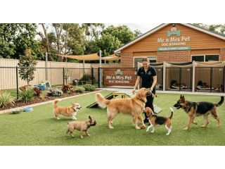 dog-boarding-services-in-surat-small-0