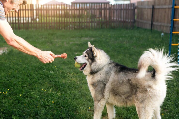 dog-trainer-in-agra-big-0