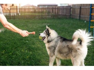 dog-trainer-in-agra-small-0