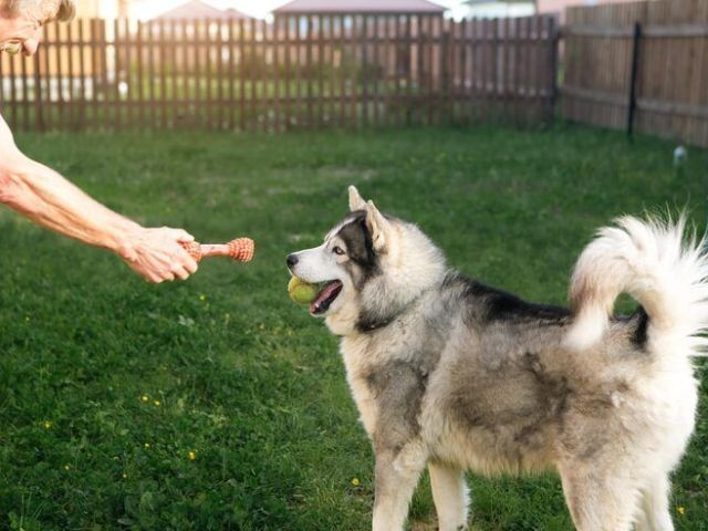 dog-trainer-in-agra