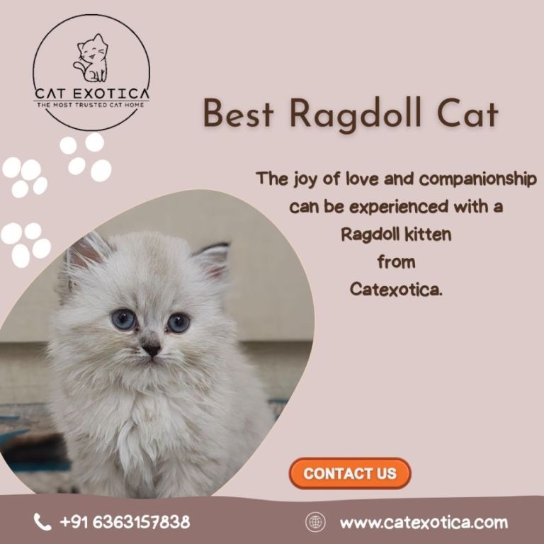 best-ragdoll-cat-in-bangalore-catexotica-big-0