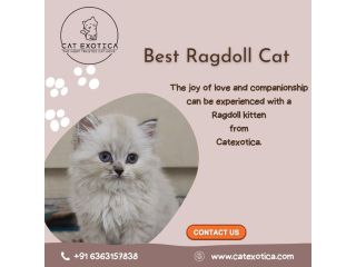 best-ragdoll-cat-in-bangalore-catexotica-small-0
