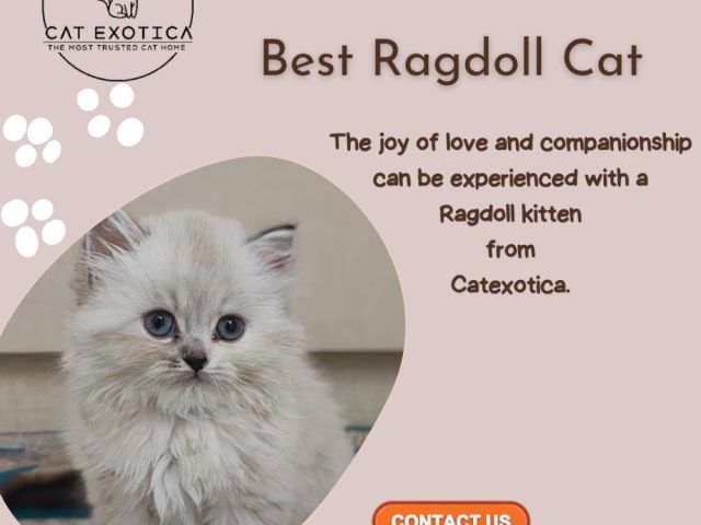 best-ragdoll-cat-in-bangalore-catexotica