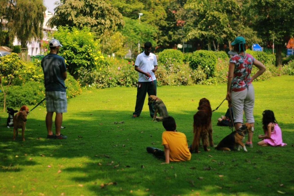 best-dog-trainer-in-delhi-k9-school-gets-results-big-0