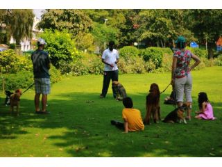 best-dog-trainer-in-delhi-k9-school-gets-results-small-0