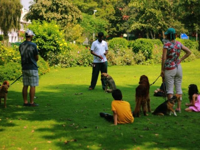 best-dog-trainer-in-delhi-k9-school-gets-results