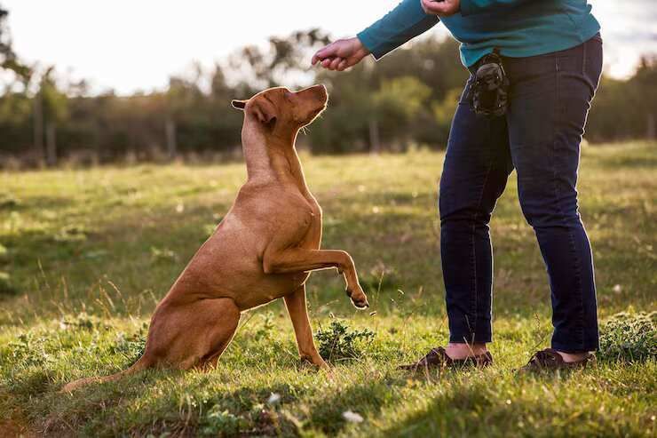 dog-trainer-in-bhubaneswar-big-0