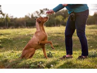 dog-trainer-in-bhubaneswar-small-0