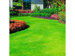 natural-grass-distributor-in-delhi-for-fresh-and-lush-small-0