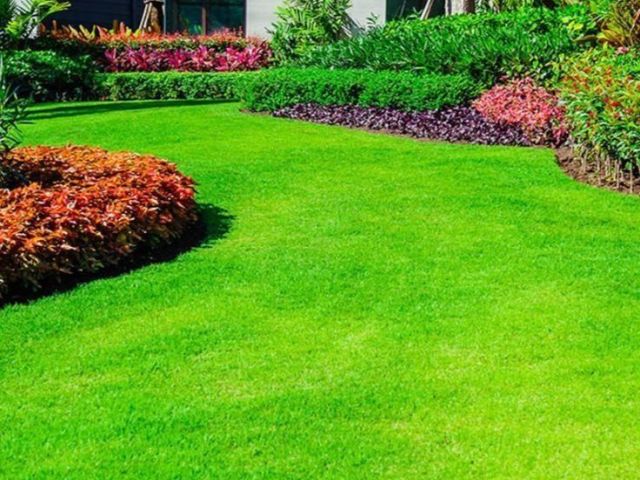 natural-grass-distributor-in-delhi-for-fresh-and-lush