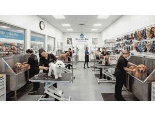 pet-grooming-service-at-home-in-surat-small-0