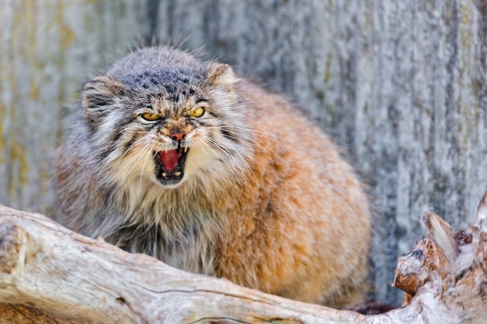 pallas-cat-tour-in-ladakh-big-0