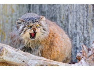 pallas-cat-tour-in-ladakh-small-0