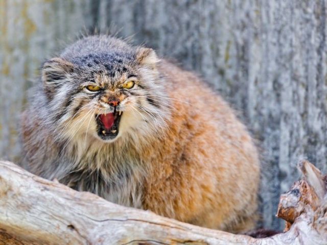 pallas-cat-tour-in-ladakh
