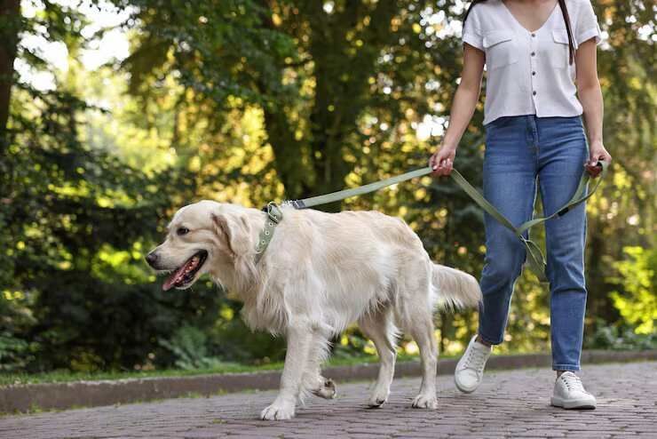 dog-walking-services-in-bhubaneswar-big-0