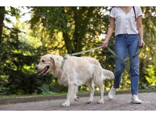 dog-walking-services-in-bhubaneswar-small-0