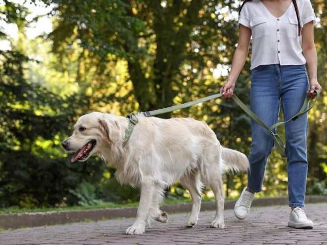 dog-walking-services-in-bhubaneswar