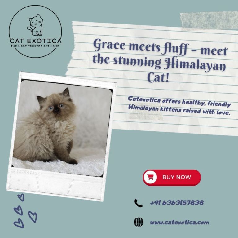 himalayan-cats-for-sale-in-bangalore-catexotica-big-0
