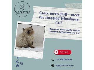 himalayan-cats-for-sale-in-bangalore-catexotica-small-0