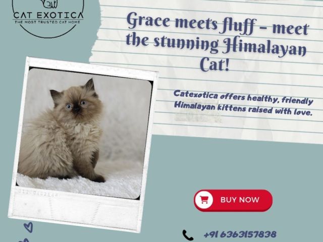 himalayan-cats-for-sale-in-bangalore-catexotica