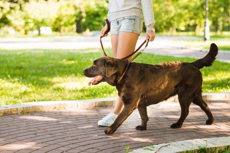 dog-walking-services-in-nagpur-big-0