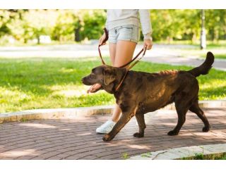 dog-walking-services-in-nagpur-small-0