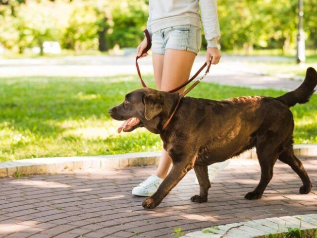 dog-walking-services-in-nagpur