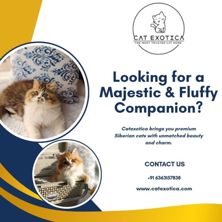 best-siberian-cat-in-bangalore-catexotica-big-0