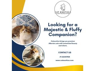 best-siberian-cat-in-bangalore-catexotica-small-0