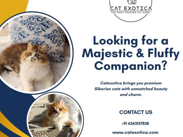 best-siberian-cat-in-bangalore-catexotica