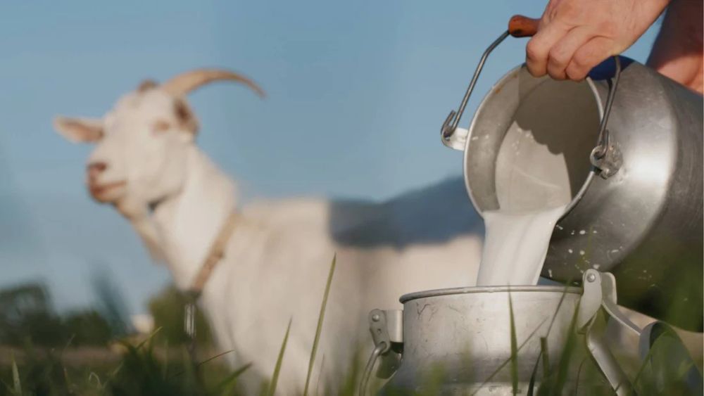 how-to-use-goat-milk-for-baby-big-0