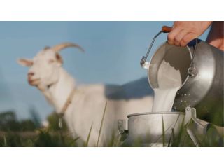 how-to-use-goat-milk-for-baby-small-0