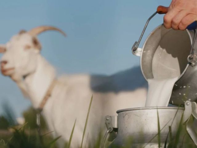 how-to-use-goat-milk-for-baby